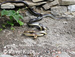 Bílé Karpaty, Sv. Štěpán, příroda, fauna, užovka stromová