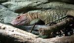 ZOO Praha