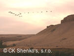 CK SHENKO´S