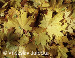 Hukvaldy 081