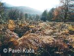 Bílé Karpaty, Sidonie