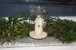 Petřvald