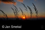 Jan Smekal